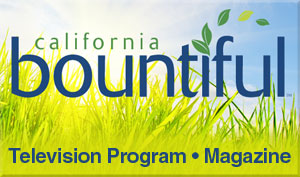 Thumbnail image for California Bountiful Stream 2913